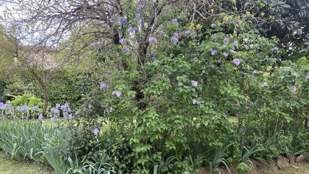 A garden with various plants and trees, including a prominent flowering bush with purple flowers.