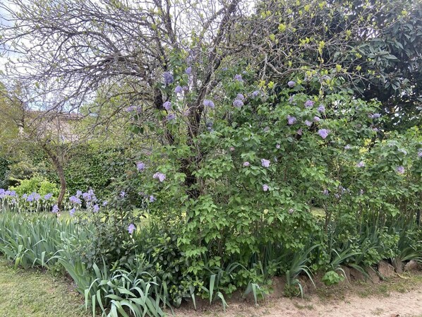 Property grounds - Chez Manou - Rougiers (ROUGIERS)