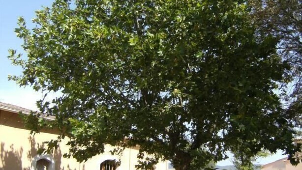 A tree in front of a building with a gravel ground.