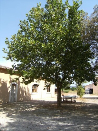 Le Platane aux Espérifés