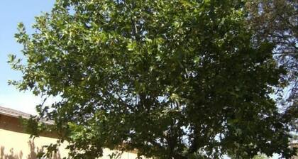 Le Platane aux Espérifés