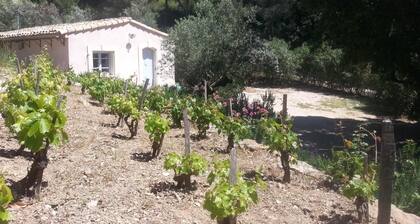 LE PETIT MAS - LA CADIERE D'AZUR