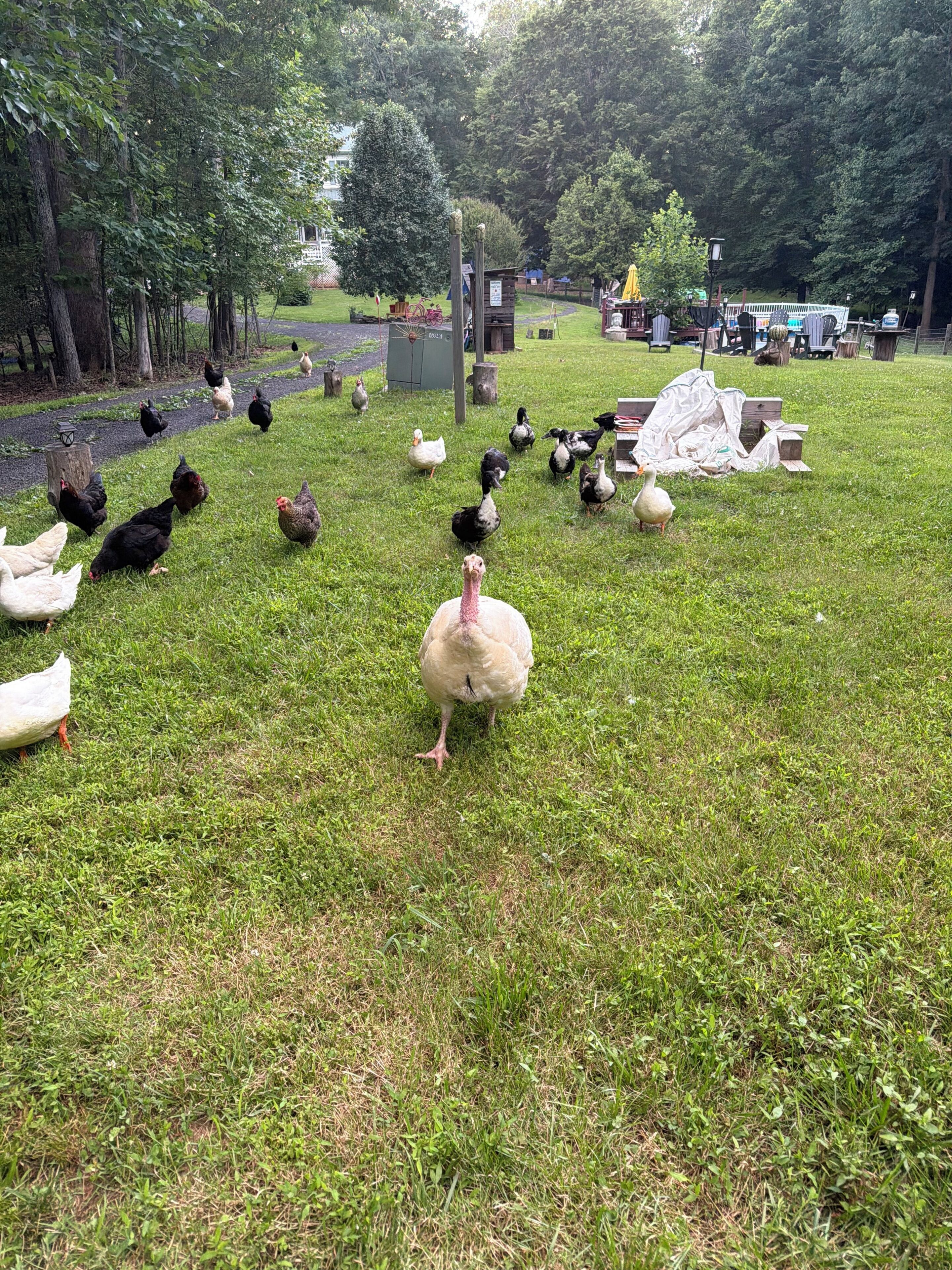 Un espace extérieur verdoyant où l’on peut observer différentes espèces d’oiseaux, notamment des poules et des oies, ainsi que quelques canards.