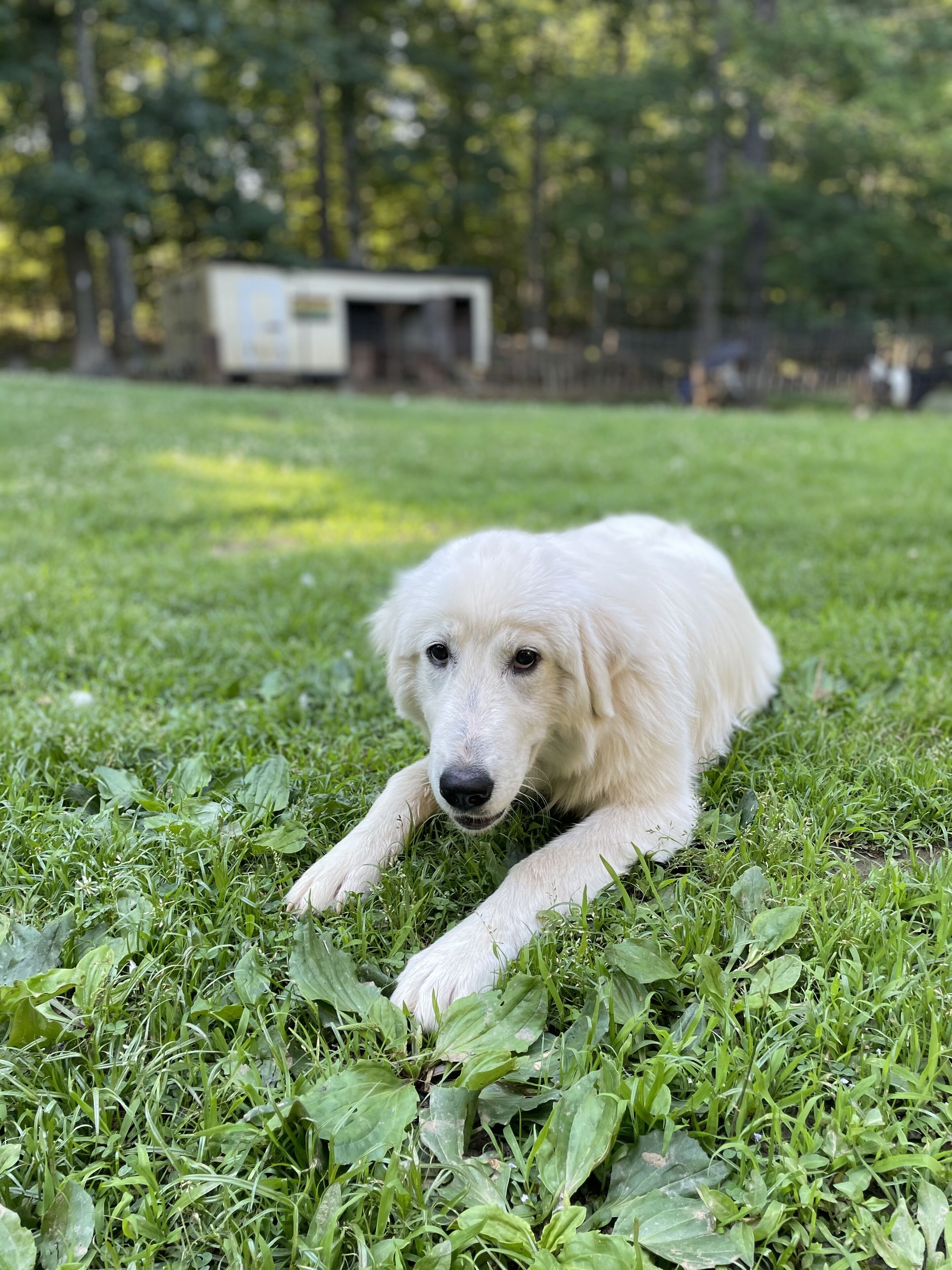 A white dog lying on grass.