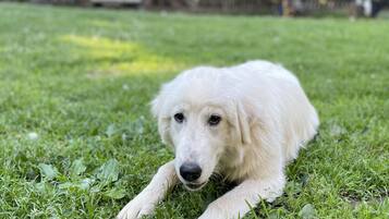 A white dog lying on grass.