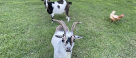 Terrein van de accommodatie