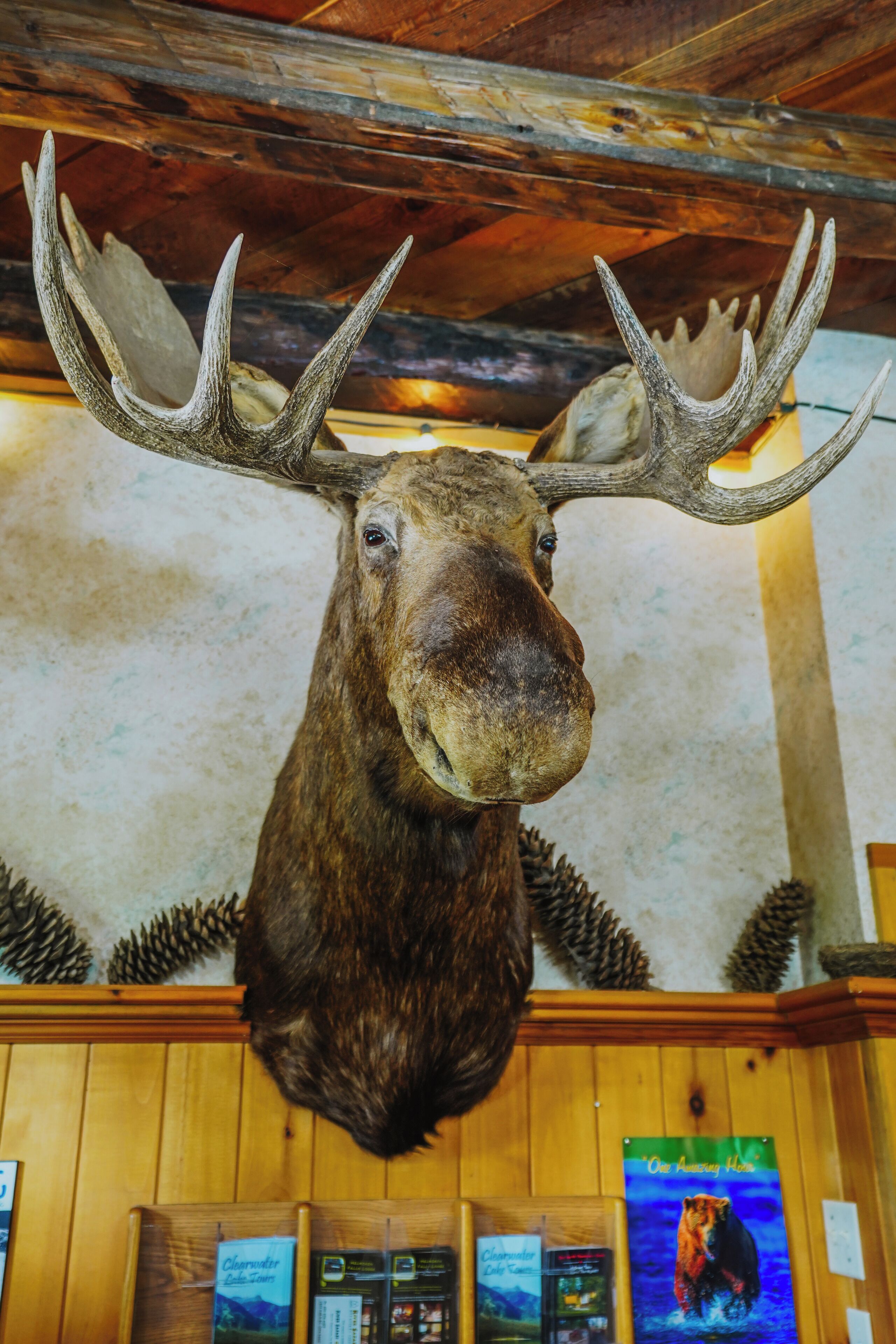 A moose head mounted on a wooden wall with pine cones below.