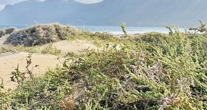 Canaryislandshost l Famara Surfer