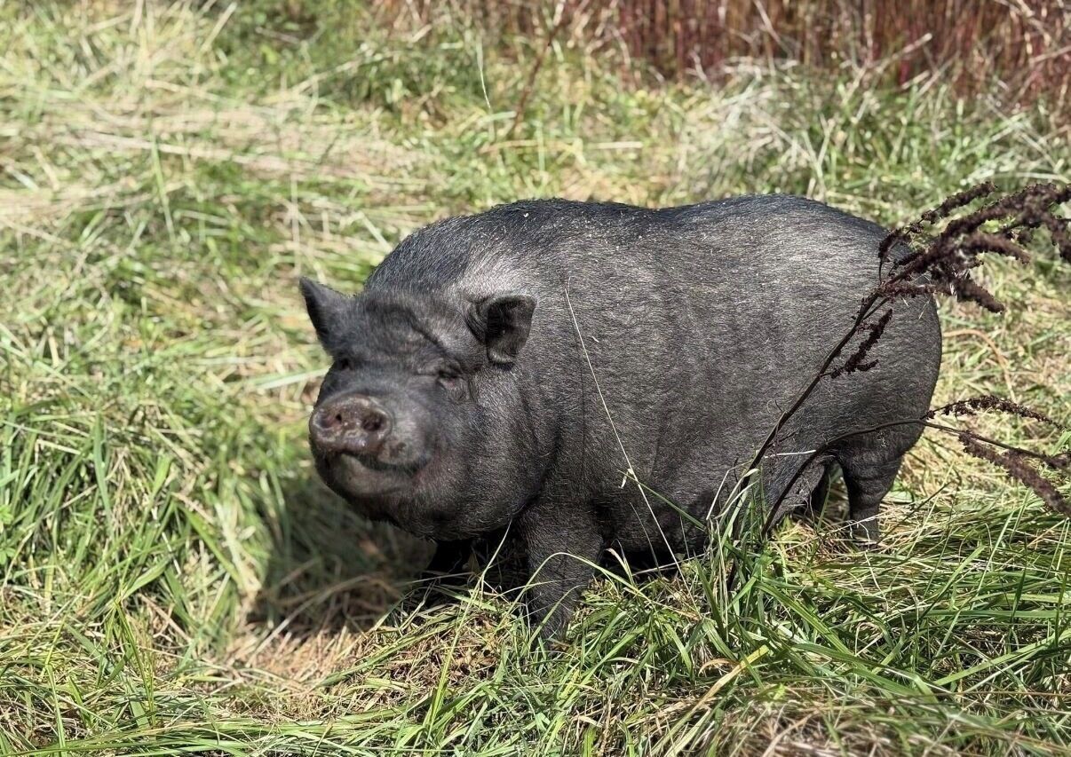 Ein Schwein auf einer Wiese.