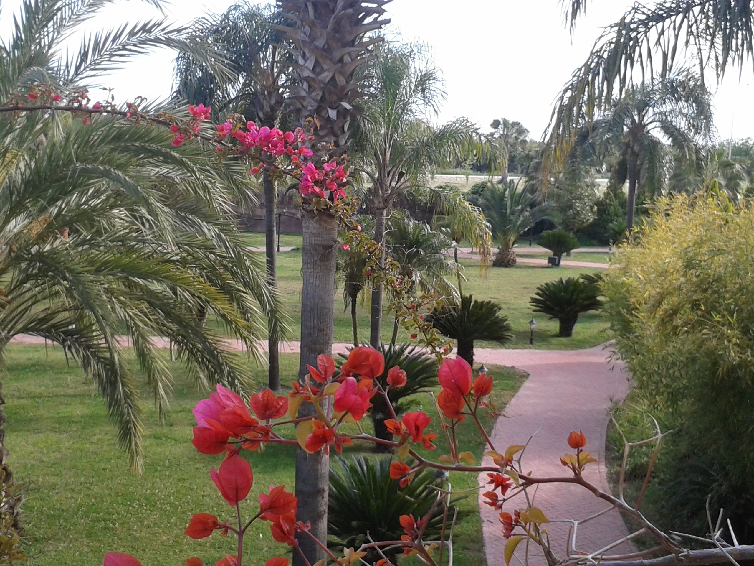 Un jardín con palmeras, un sendero y plantas con flores.