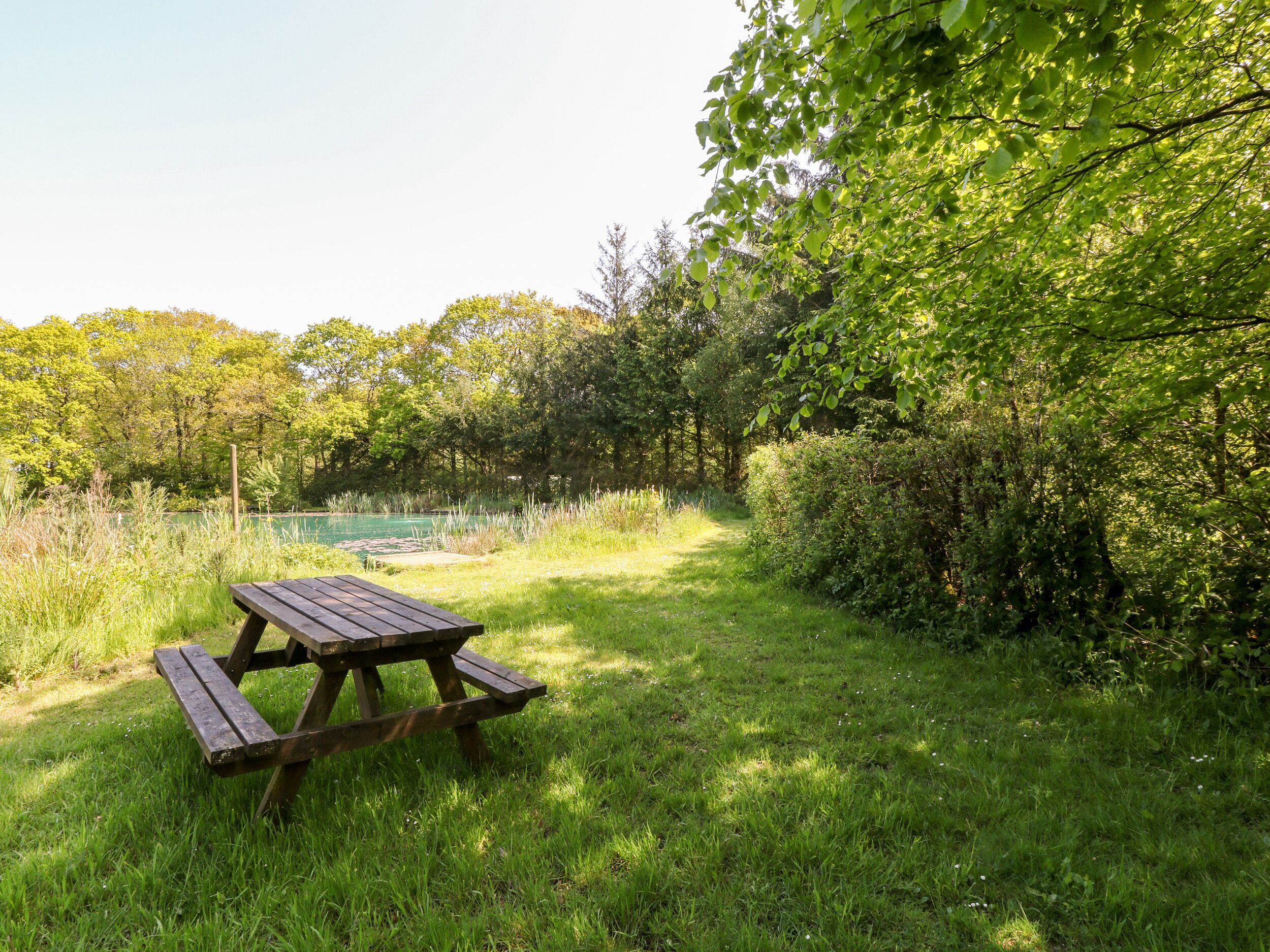 A picnic table in a grassy area with a pond and dense trees in the background.