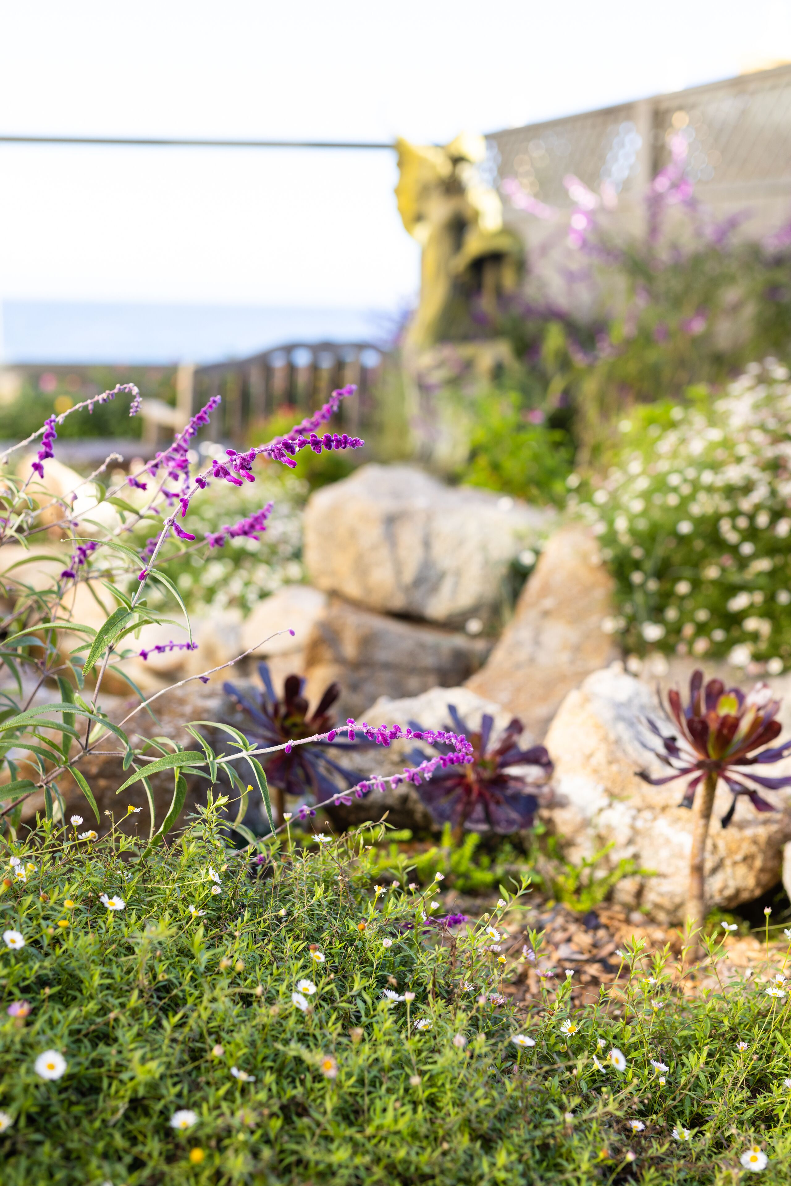 Un jardín con diversas plantas y rocas.