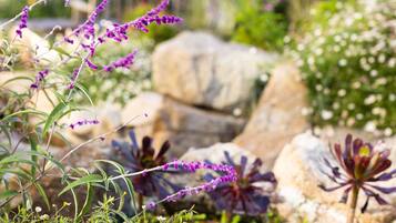 A garden with various plants and rocks.