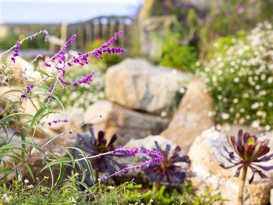 A garden with various plants and rocks.