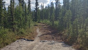 A gravel road in a forested area with tall trees on both sides. - Secluded Camper with hot shower (Healy)