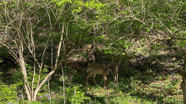 A deer in a forested area with trees and underbrush. - 5109 Peters Cartridge Factory · ✪Kings Island Loft w/ Brewery, River, Bike trails✪ (Maineville)