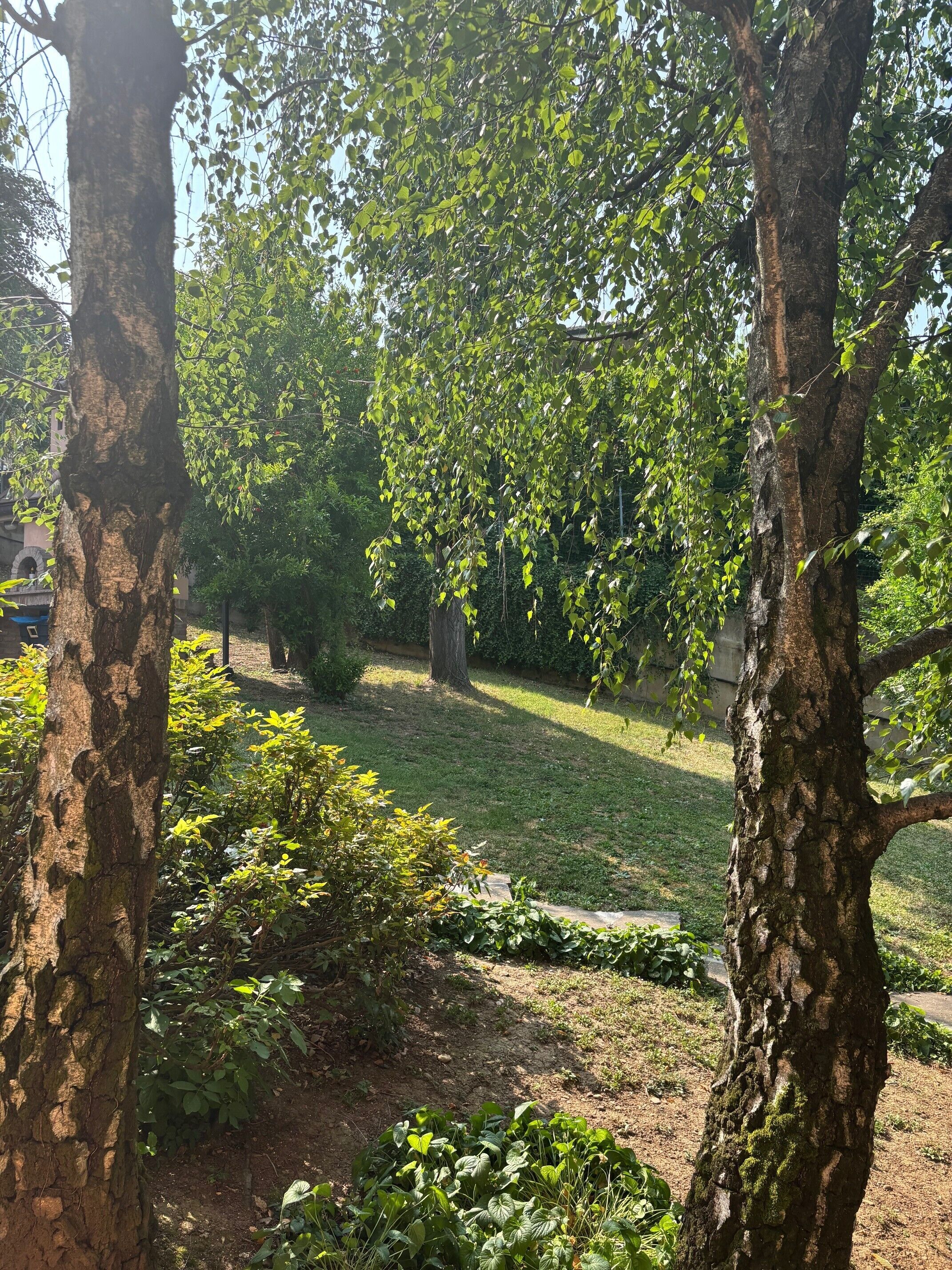 A garden with trees, grass, and shrubs.