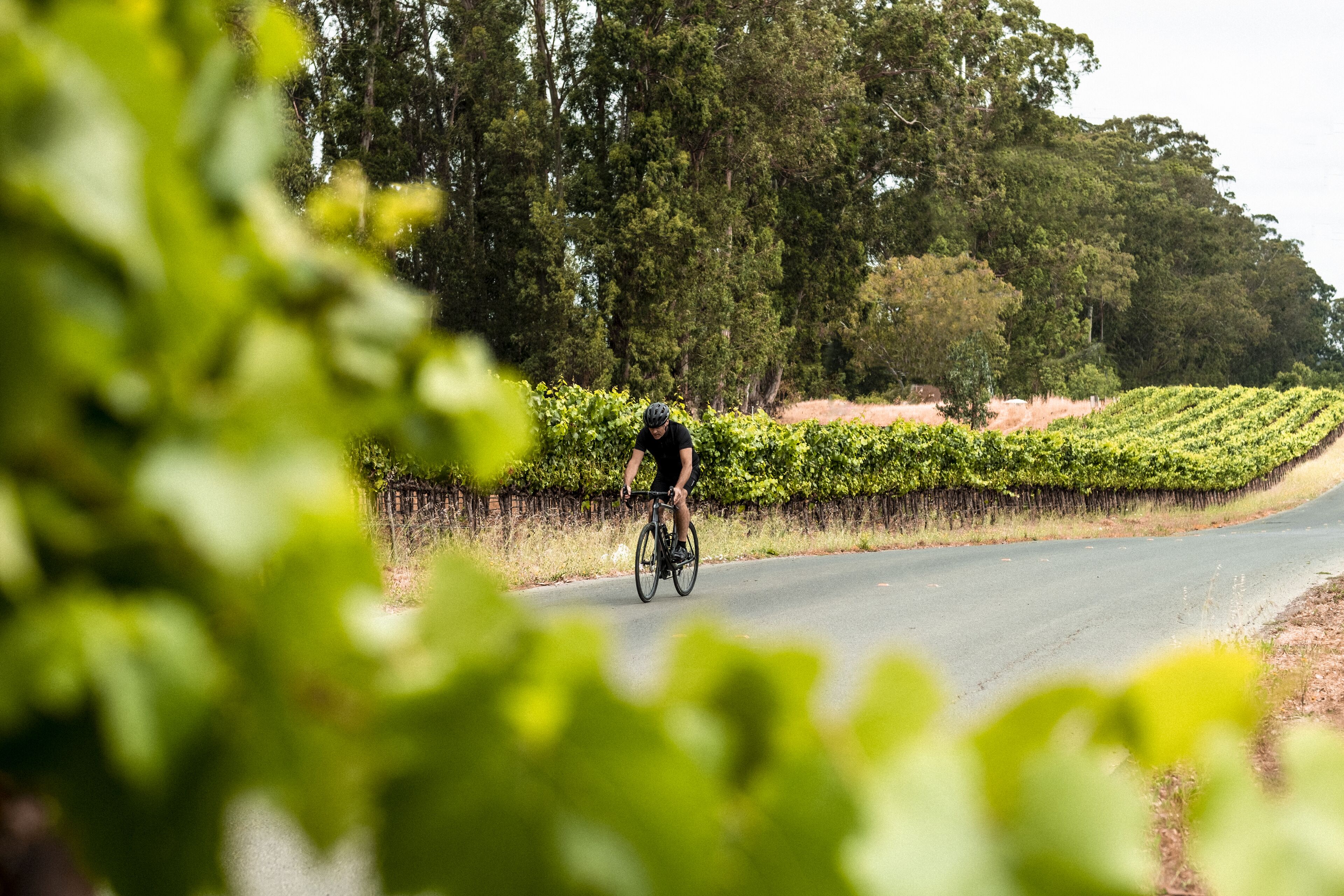 A cyclist riding on a road with a vineyard on one side.