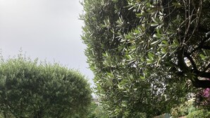 Zwembad omringd door een verzorgd gazon en bomen.