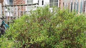 Une maison en briques avec une clôture blanche, un vélo et un jardin où poussent différentes sortes de plantes.