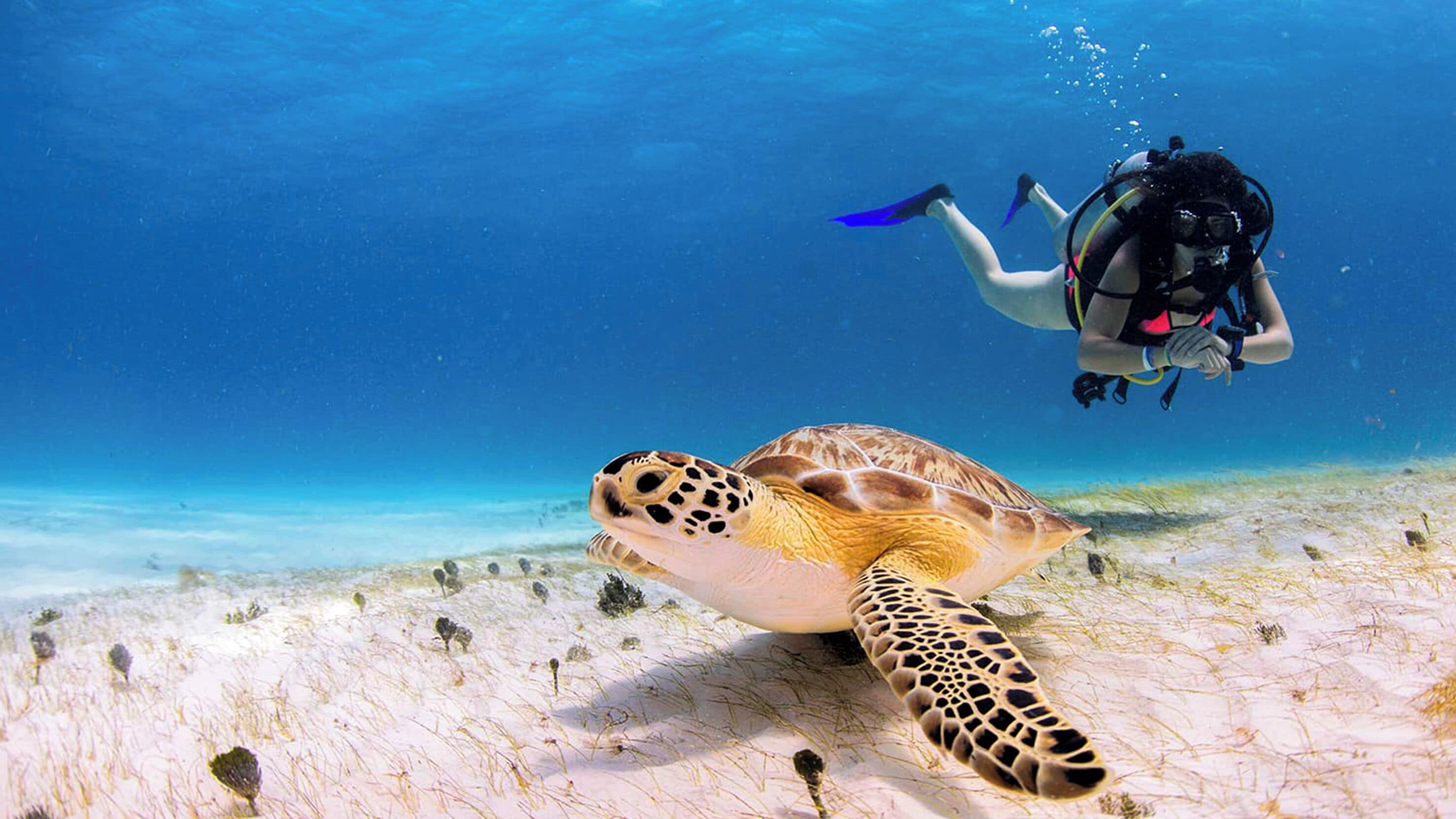 Photo - Secrets Moxché Playa del Carmen - Adults Only - All Inclusive