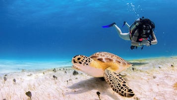 Un buzo observando una tortuga marina sobre un lecho arenoso con vegetación escasa.