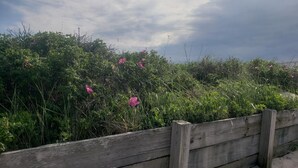 Une clôture en bois, avec un paysage naturel en arrière-plan, comprenant un feuillage verdoyant et des fleurs roses.