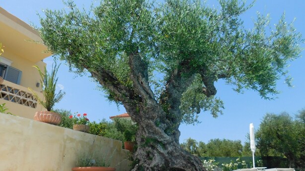 A pool area with a large tree, potted plants, and a building in the background. - Orea Superior Rooms (Zakynthos)
