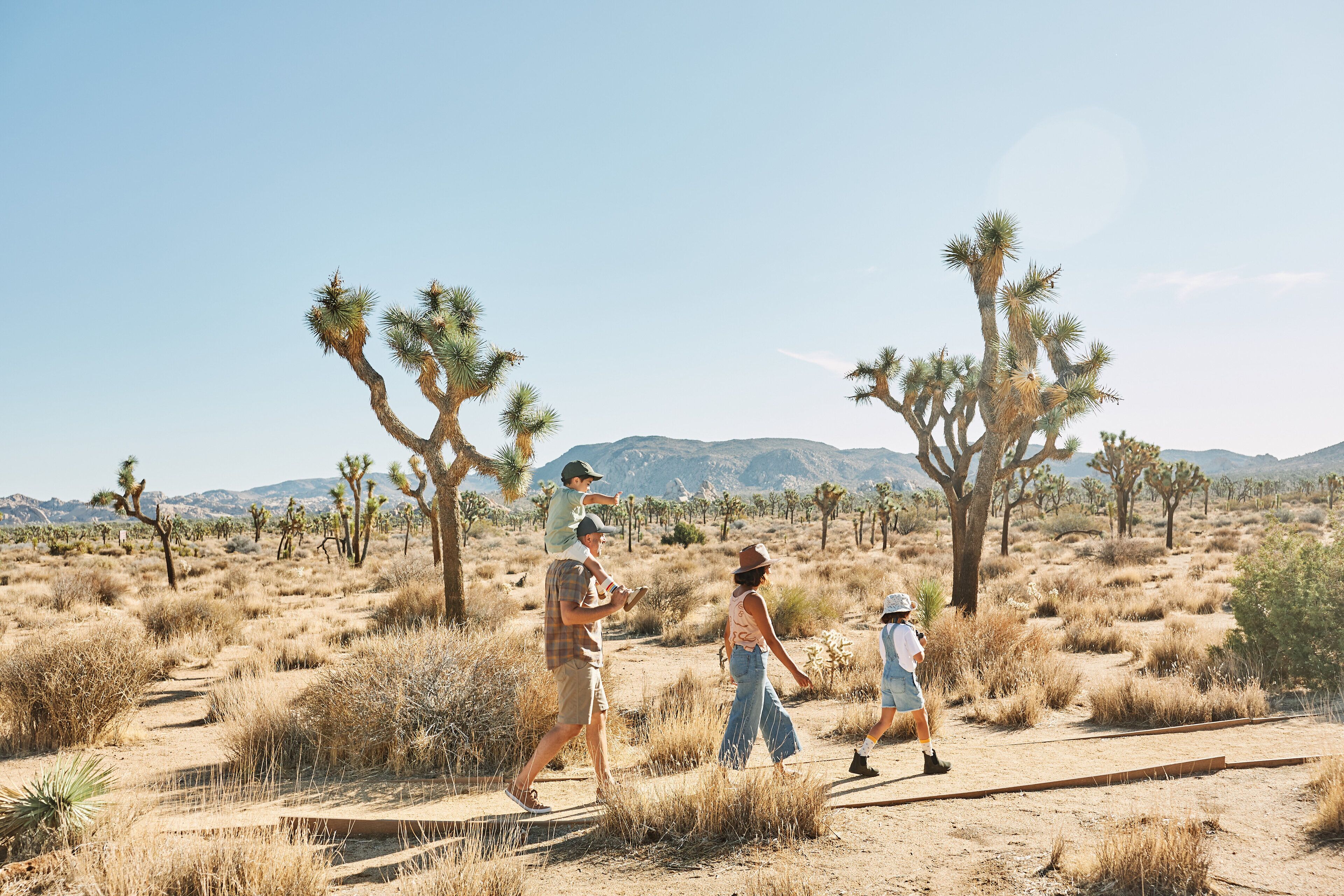 A desert landscape with Joshua trees and a clear sky.