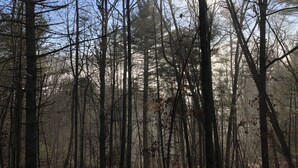 Een dicht bos met hoge bomen en zonlicht dat erdoorheen valt.