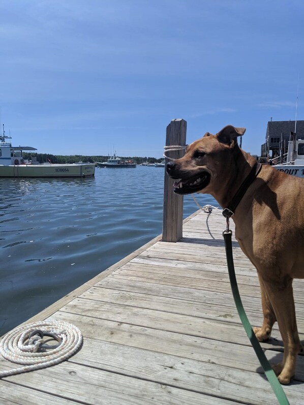 A dog on a wooden dock with a rope leash, a wooden post, and a boat in the background. - Jameson Point Cottage in Scenic Friendship, Me (Friendship)