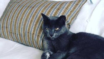 Animaux de compagnie acceptés