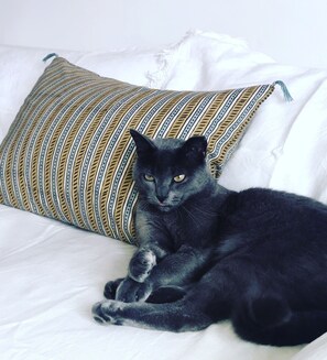 Animaux de compagnie acceptés