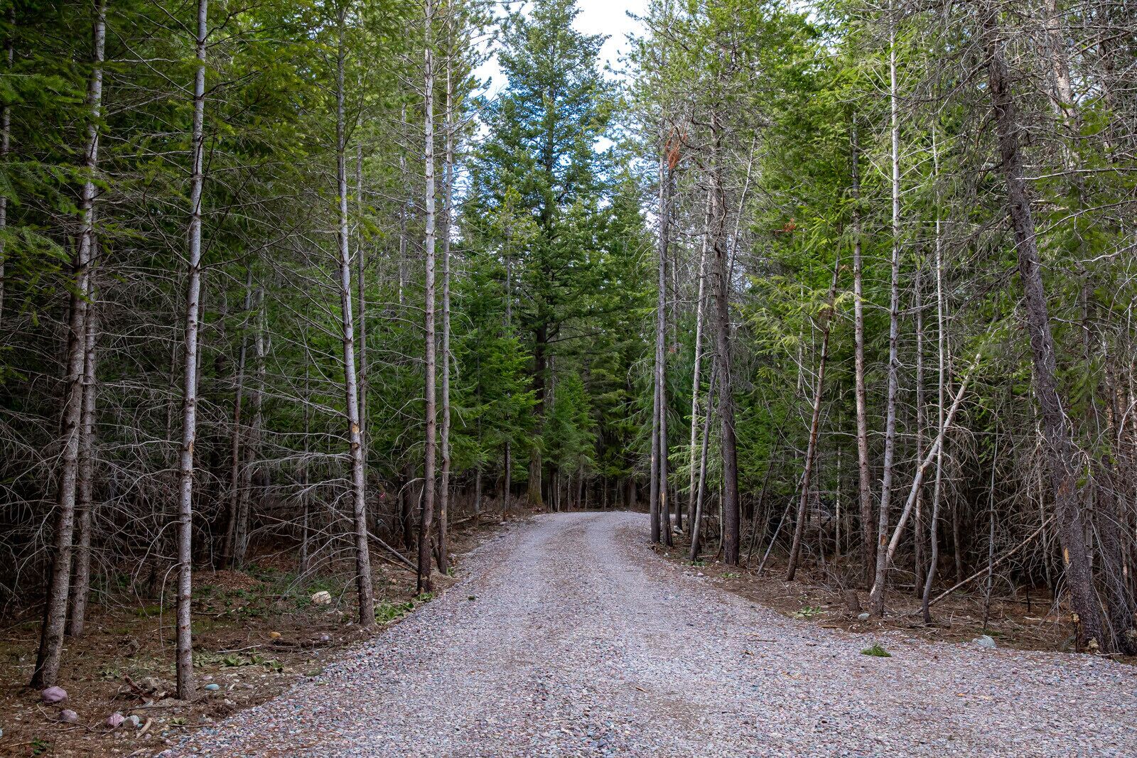 A gravel path through a dense forest of tall trees.