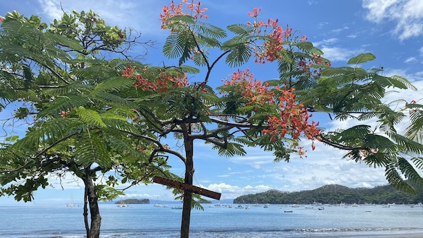 A beach with two trees and a sign indicating 'Oceanas de Osa'. - Costa Rica Private Home with Swimming Pool . (Playa Hermosa)