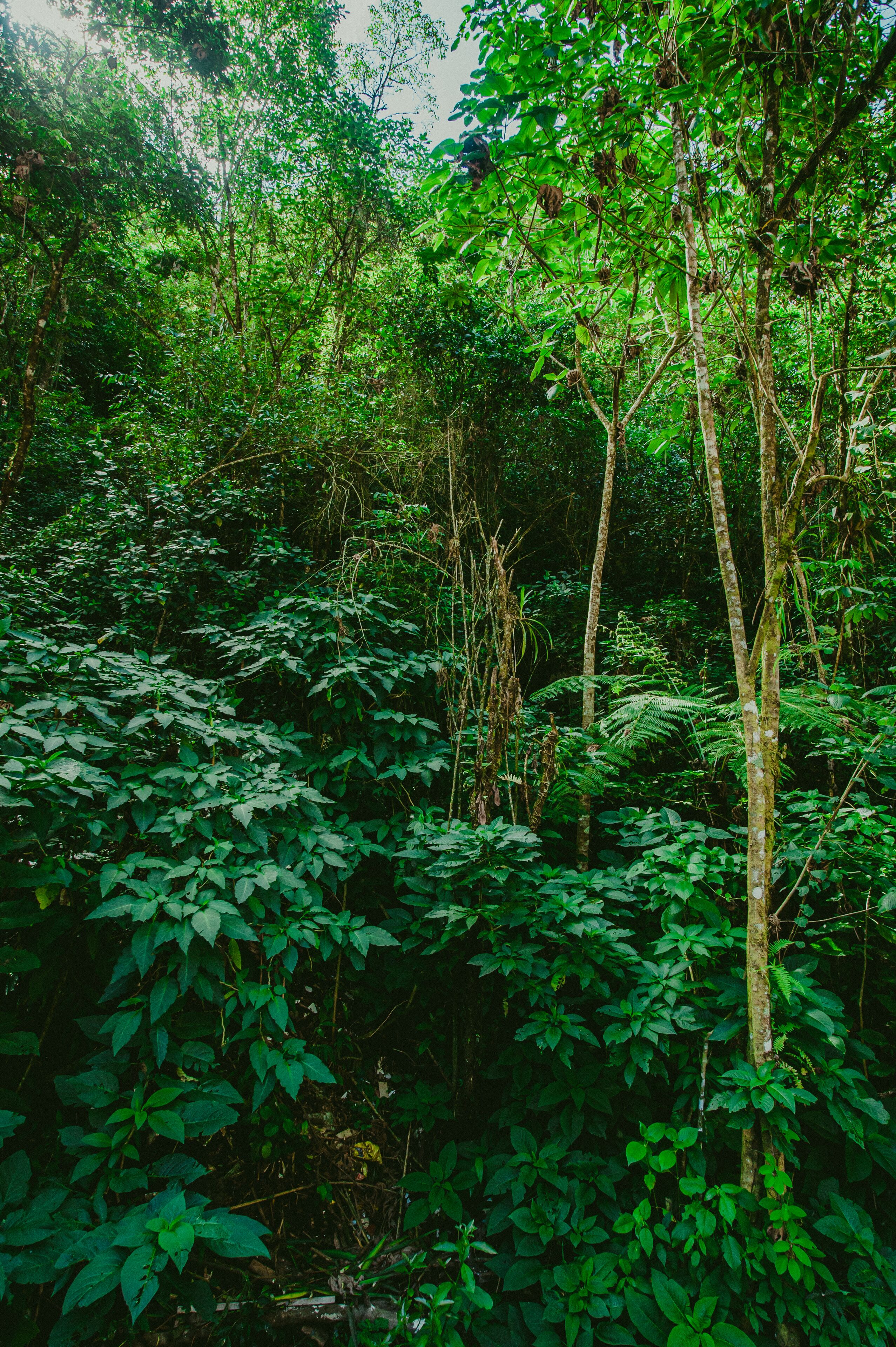 Uma floresta densa com diversas árvores e vegetação rasteira.