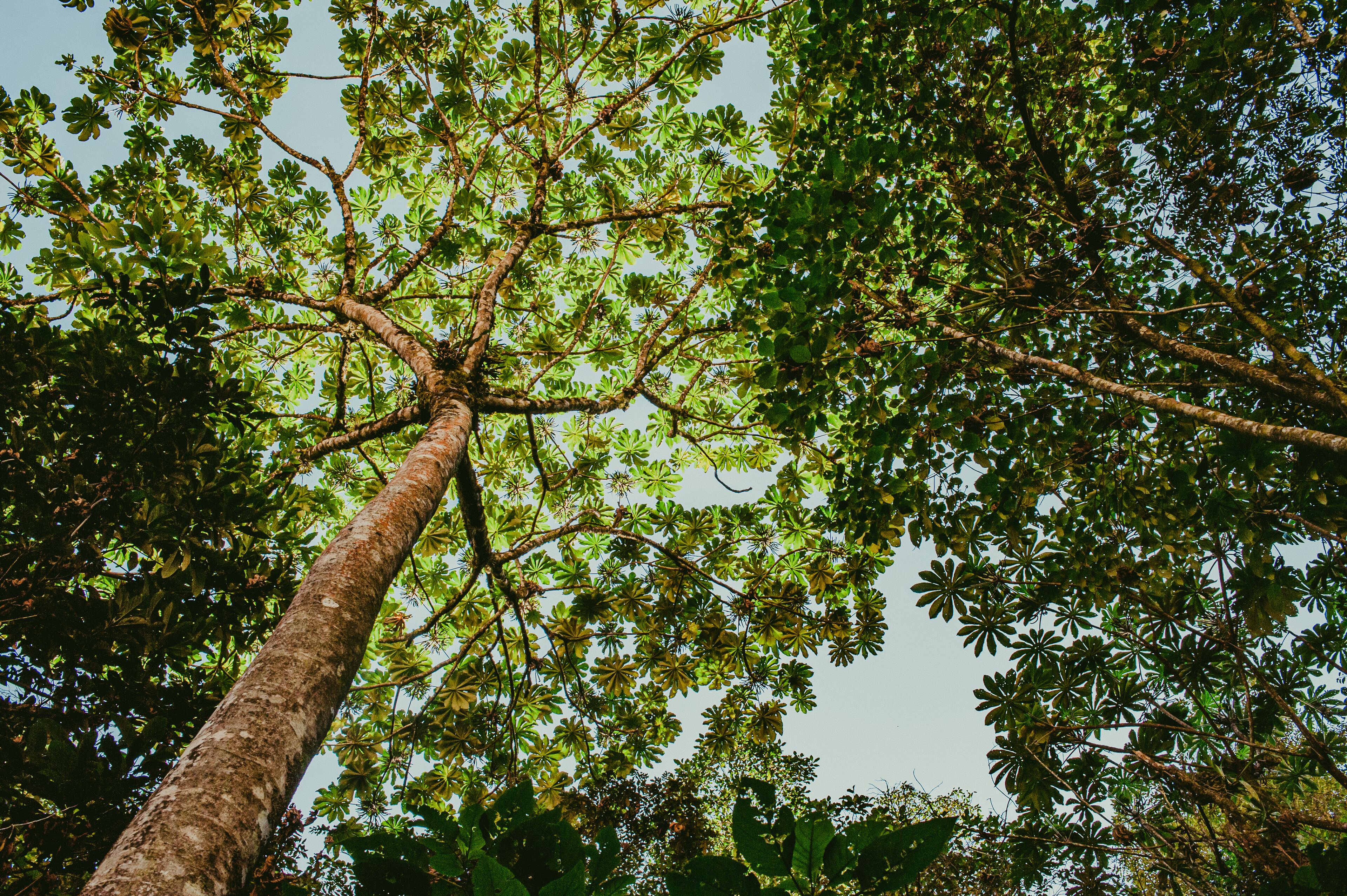 A tall tree with a thick trunk and dense foliage.