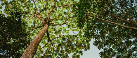 A tall tree with a thick trunk and dense foliage.