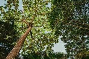 A tall tree with a thick trunk and dense foliage.