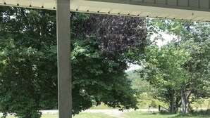 Une véranda couverte donnant sur un espace verdoyant et des arbres.