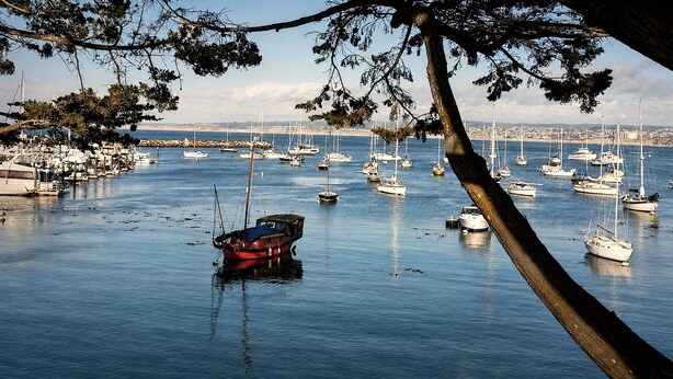 A marina with multiple boats docked, calm water, and a tree in the foreground.