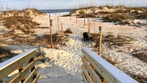 Une promenade en bois mène à une plage de sable, avec des dunes en arrière-plan.