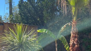 Een tuin met een palmboom en een plant met grote bladeren.