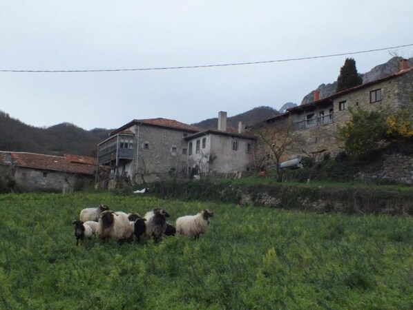 Un paysage rural avec un bâtiment en pierre et un champ verdoyant où paissent des moutons.