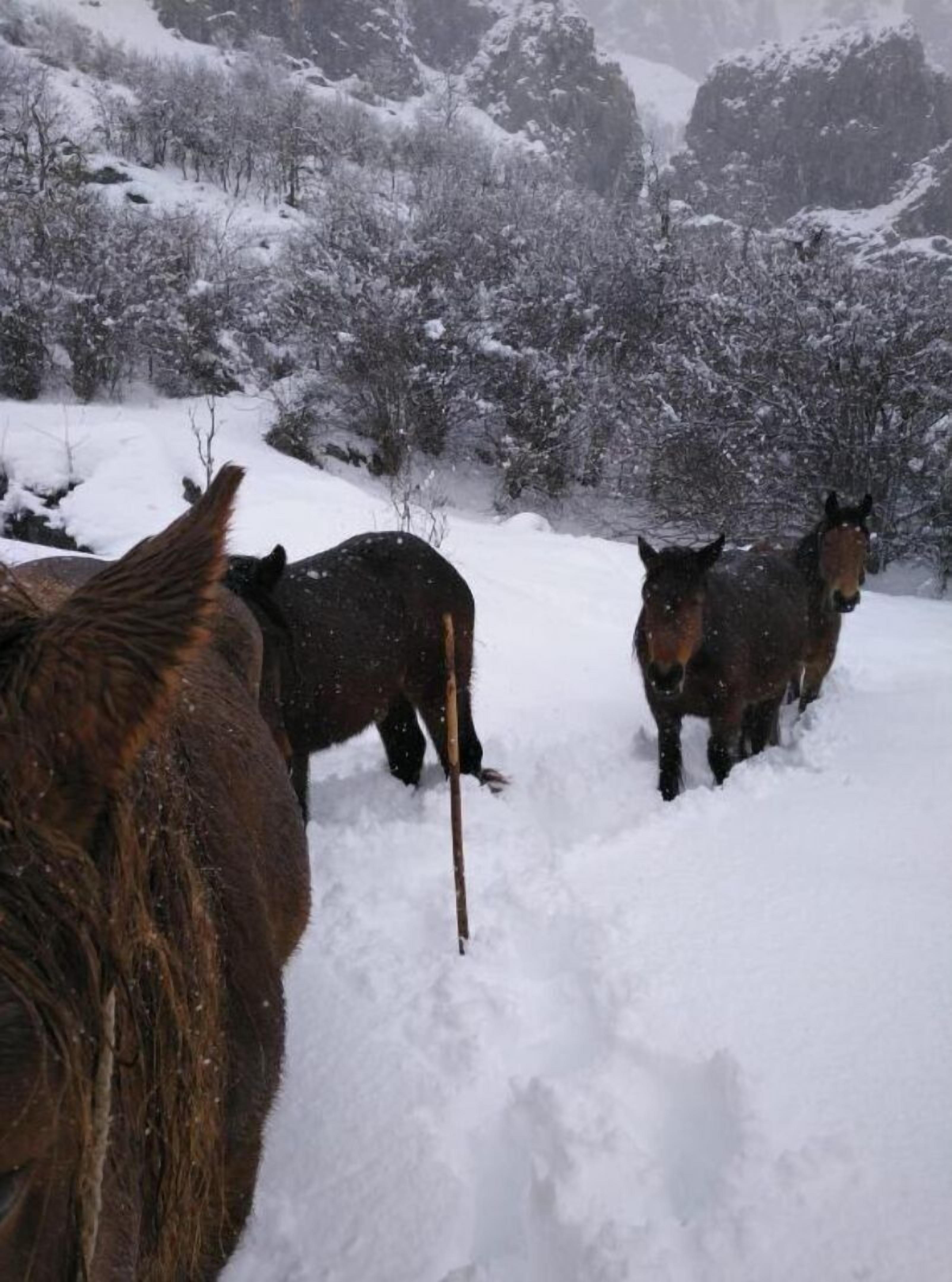 A snowy landscape with two horses standing in the snow.