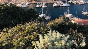 A marina with multiple boats docked, surrounded by multi-story buildings with balconies, set against a backdrop of hills and greenery. - BALCONY SUR LA MARINE - VUE IMPRENABLE - STUNNING VIEW - BONIFACIO harbor (Bonifacio)