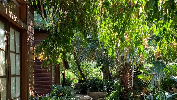 Ein Gartenpfad mit trittfesten Steinen, umgeben von verschiedenen Pflanzen und Bäumen.