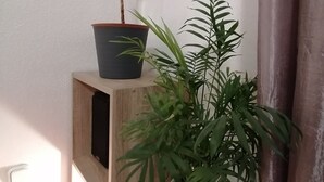 Ein Regal mit zwei Blumentöpfen, einer mit breiten Blättern und der andere mit schmalen Blättern, an einer schlichten Wand.