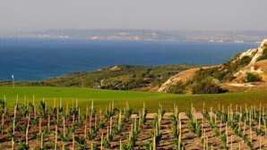Viñedo con hileras de viñas y vistas al océano y colinas al fondo.
