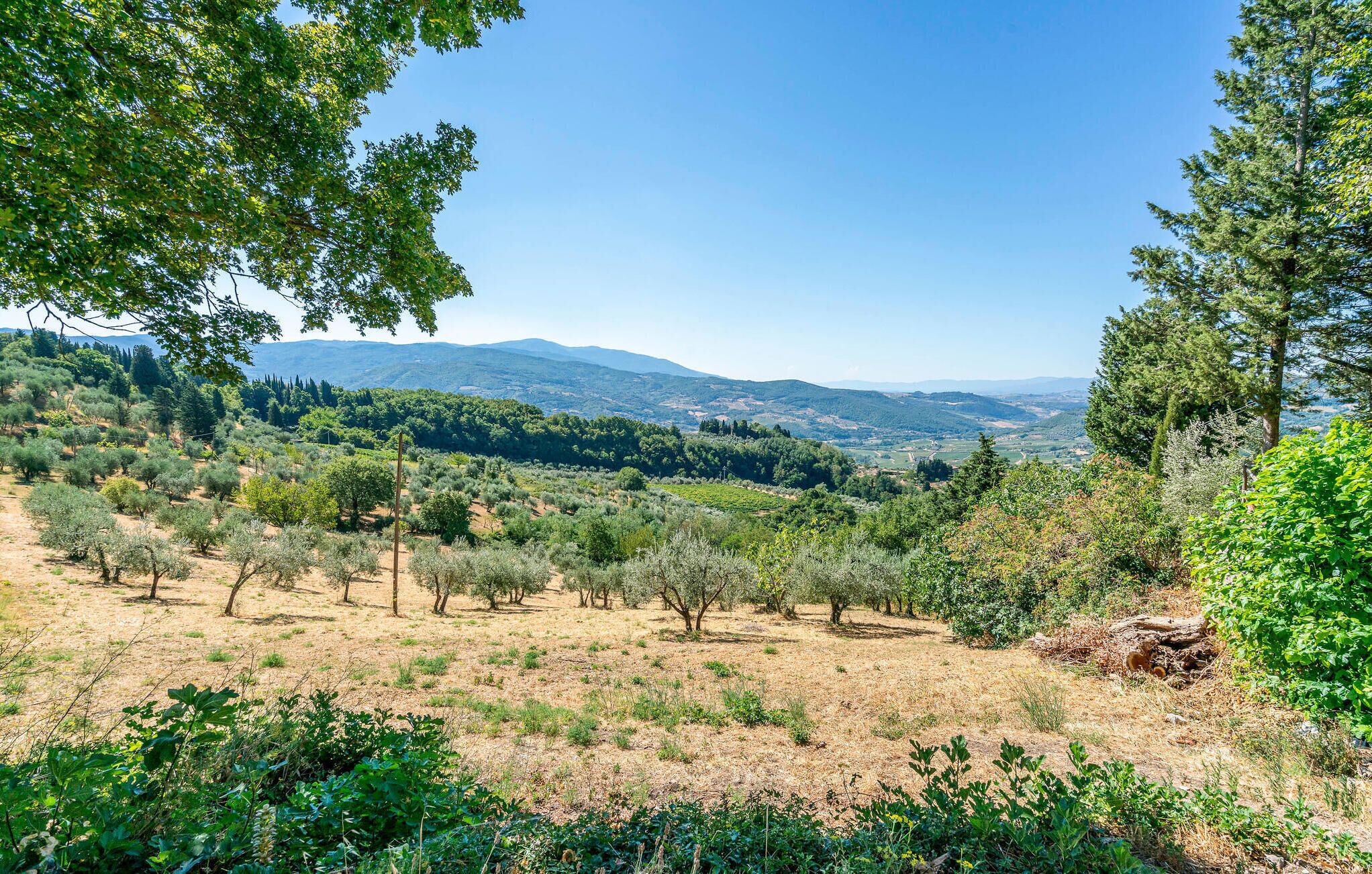 Un paysage composé d’oliviers, d’herbes sèches et de montagnes lointaines, le tout sous un ciel dégagé.